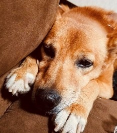 営業秋山の愛犬紹介(^^)/